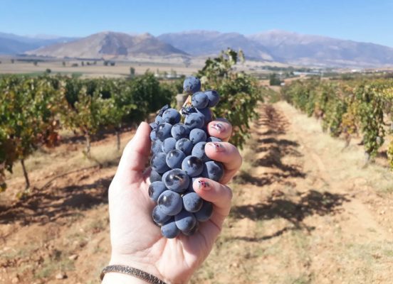 Nho-Pinot_Meunier
